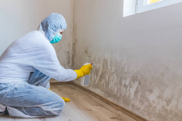 Licensed Basement Mold Removal service in Demarest, NJ - WQB Mold Removal
