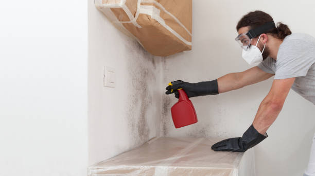 Professional Basement Mold Removal technician working in Demarest, NJ