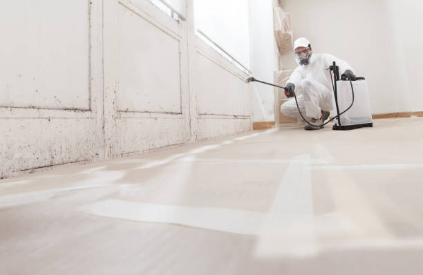 24/7 Emergency Basement Mold Removal experts in Demarest, NJ