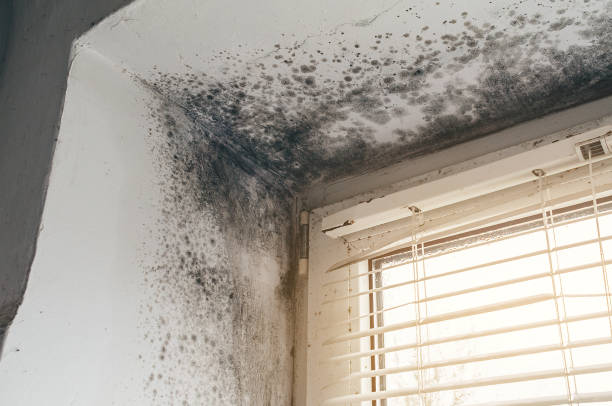 Affordable Basement Mold Removal solutions in Demarest, NJ