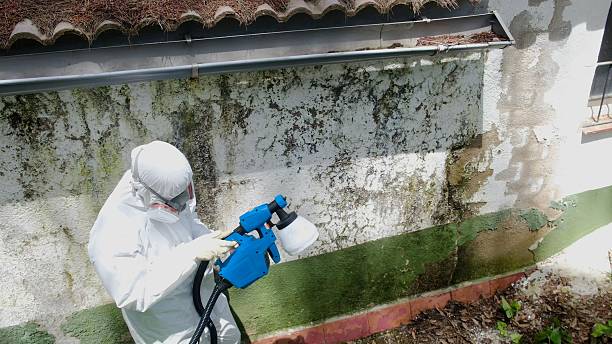 Top rated local Basement Mold Removal specialists in Demarest, NJ